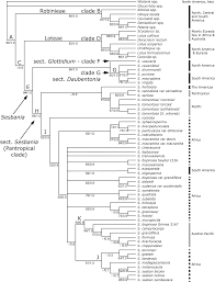 Image result for Sesbania keniensis