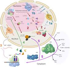 Plant cell environment journal abbreviation. Frontiers Systematic Review Of Plant Ribosome Heterogeneity And Specialization Plant Science