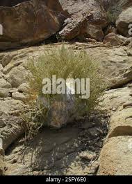 Image result for Adenolobus pechuelii