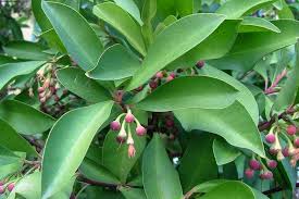 Image result for Ardisia staudtii