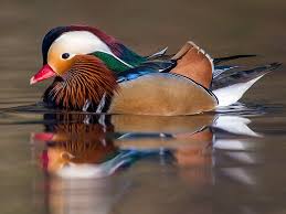 نتیجه جستجوی لغت [canard] در گوگل