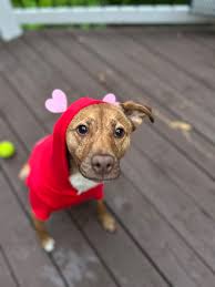 Della covered by Star Schollenbarger, Carla Stratton and Jeff Barwick with  Country Boy Sheds❤️