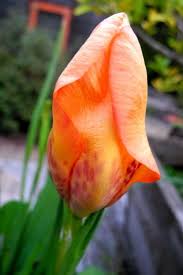 Image result for Pavonia rogersii