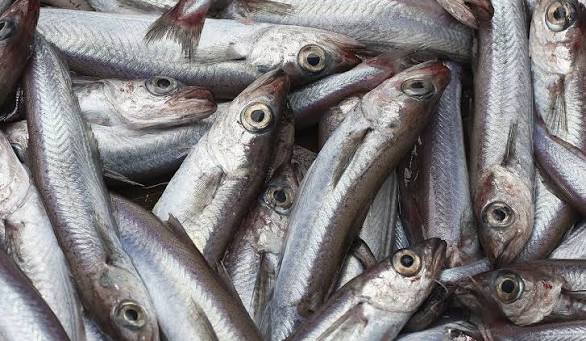 Blue whiting | Institute of Marine Research