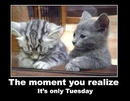 Funny, happy, inspirational and positive good morning tuesday quotes and sayings. Its Only Tuesday Cats Funny Animal Pictures I Love Cats