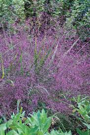 Image result for Eragrostis racemosa