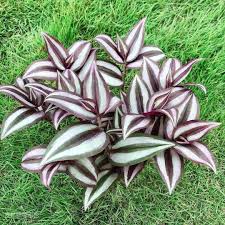 Image result for Tradescantia zebrina