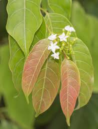 Image result for Nesaea erecta