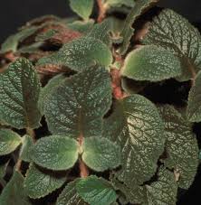 Image result for Tinnea eriocalyx