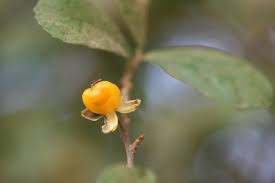 Image result for Streblus