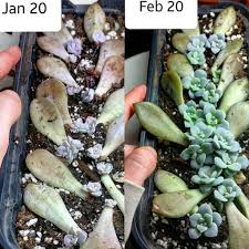 Oct 29, 2020 · like most plants, succulents can reproduce sexually (seeds) and asexually (vegetative parts) but depending on the type of succulents that you have, some methods are more effective and economical in propagating than others. How To Propagate Succulents Successfully Succulent City