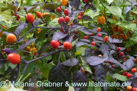 The plant has green st Chili Bolivian Rainbow Bolivian Purple