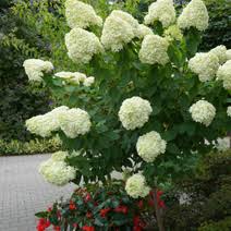 Check spelling or type a new query. Hydrangea Paniculata Limelight Pbr Hortensie Rispenhortensie Limelight