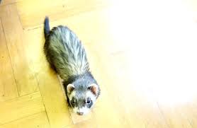 Safe to use directly on pets, carpeting, cages, litter pans, bedding, furniture and other areas to eliminate odors at their source. Do Ferrets Smell Bad And Can They Stink Up Your House