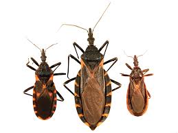 Image result for Psychotria bugoyensis