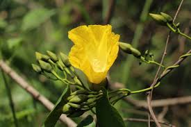 Image result for Merremia palmata