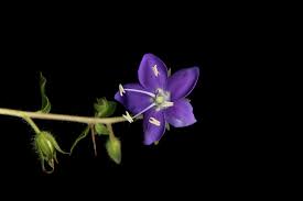 Image result for Hydrolea brevistyla