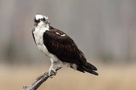 Osprey - Wikipedia