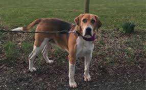 Despite english foxhounds' tireless personalities, they make good companion pets as long as you are highly active, too. English Foxhound Breed Information Guide Quirks Pictures Personality Facts Barkpost
