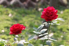 For your convenience, there is a search service on the main page of the site that would help you find images similar to free download flower pictures with nescessary type and size. Beautiful Flower Collection Beautiful Flowers Images Beautiful Pictures Of Flowers Free Download Frame Nepal Frame Nepal