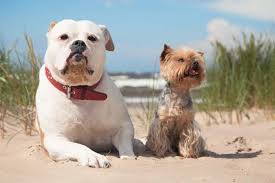 Maybe you would like to learn more about one of these? Florida Pet Groomer Animal Behavior College