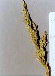 Image result for Festuca chodatiana