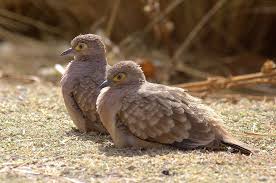 Birding Bolivia Bird Doves Pigeon