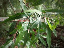 Image result for Faurea rochetiana