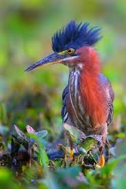 Bird With Colorful Feathers On Head Pin By Jennifer Kohnke On God S Creation And Beauty Pet Birds Animals Beautiful Birds