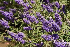 Image result for Vitex sp. A