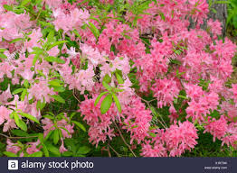 Northern Lights Azalea Rhododendron Northern Lights Stock Photo Alamy