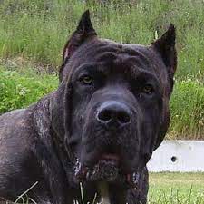 We strive to provide a straightforward, enlightening process to raising your presa canario puppy that you will obtain from us. Midgard Kennels Presa Canario Home Facebook
