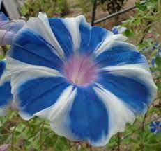 10 Seeds Fuji Country Blue Morning Glory Vine Huge Beautiful Rare Blooms Morning Glory Vine Blue Morning Glory Morning Glory Flowers