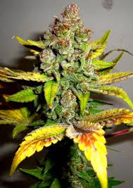 Gorilla glue 4 is one of the hottest strains with growers and tokers. Gorilla Glue 4 Real Gorilla Seeds