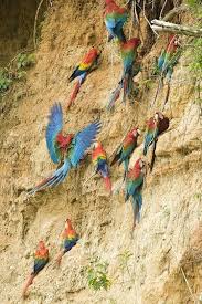 Amazon Rainforest Conservation Explorer Peru Overview Amazon Rainforest Rainforest Amazon Forest