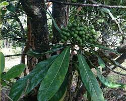 Image result for Gaertnera