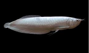 Ikan arwana (sclerophages formous) memiliki banyak nama, seperti ikan naga, ikan payang, siluk, silok, kalikasa, kalasa dan khayangan. Langka Dan Super Indah Ini Dia 10 Jenis Ikan Hias Termahal Di Dunia Cermati Com
