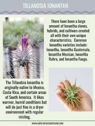 Here's how to care for bromeliads and help them grow vibrant foliage. 900 Bromeliads Ideas Bromeliads Plants Air Plants