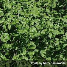Image result for Plumbago zeylanica