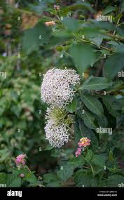 Image result for Pavetta sp. B