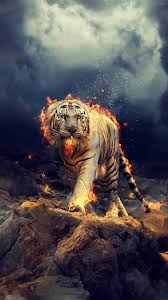 Pin Van Shauna Harrison Op My Wallpapers Dieren Kunst Wilde Dieren Dieren