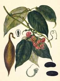 Image result for Physostigma