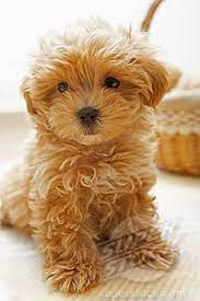 Toy Poodle Puppy Teddy Bear Puppies Bear Dog Breed Baby Animals