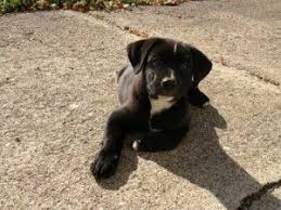 Beagle Lab Mix Puppy Black And White Adopt Trevor On Petfinder Rottweiler Mix Puppies Rottweiler Mix Labrador Retriever Dog