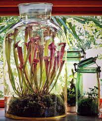 Terrariums are cool, but a terrarium featuring carnivorous plants? How To Make A Carnivorous Plant Terrarium Carnivorous Plant Resource