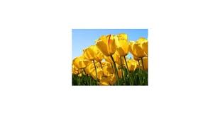 Ann Lancaster Obituary (1933