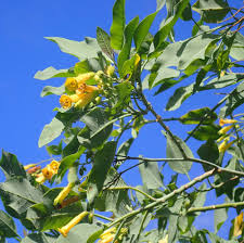 Image result for Nicotiana glauca