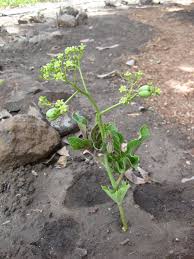 Image result for Jatropha scaposa