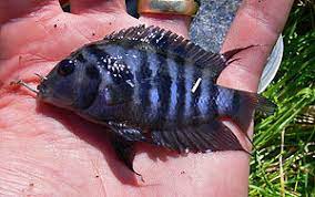 List Of Introduced Fish In Australia Wikipedia