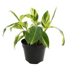 Variegated Shell Ginger - Alpinia Zerumbet Variegata - House Plants  Delivery Toronto - Jomo Studio